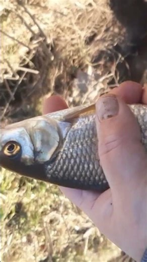 A good dace on bread