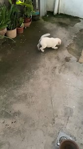 20K views · 117 reactions | Why does my Labrador puppy poop water?? #dog #Doglover #DogLife #dogoftheday | Paws & Hearts | Facebook