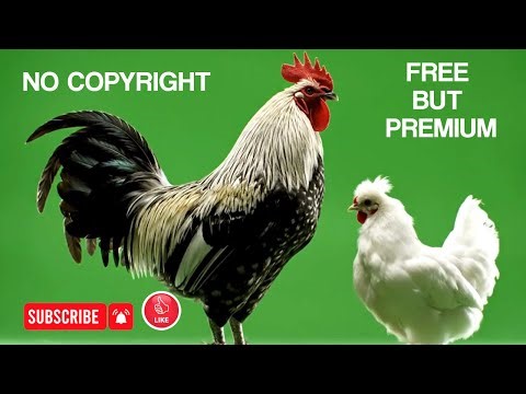 Rooster and Hen Green Screen | Chicken Chroma Key Video for Editing