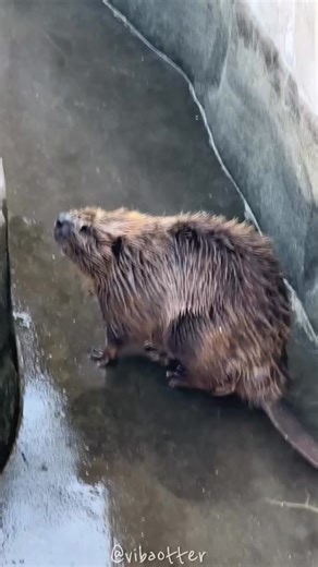 40K views · 1.8K reactions | Dear 襤 Animal Kingdom beaver 2024/5 #beaver #Nasu #american #Hobbs #castor | vibaotter | Facebook