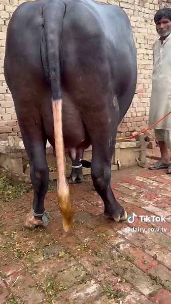 #cow #dairyfarm #dairy_farming #modern_dairy_farming #modern_agriculture #agricultural_machines #amazing_technology #advance_technology #modern_technolog