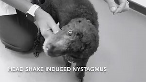 3.5K views · 115 reactions | HEAD SHAKE NYSTAGMUS A few months ago...