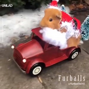 Just a guinea pig dressed as Santa spreading Christmas cheer 🎅😍 | UNILAD