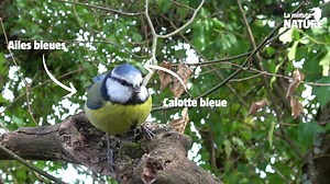 21K reactions · 6.4K shares | #LaMinuteNature  12 oiseaux faciles à reconnaître ! Pour ce 1er épisode de la Minute Nature de l'année, Julien vous emmène dans son jardin pour rencontrer 12 visiteurs à plumes de la mangeoire. Mésange bleue, chardonneret ou pinson du nord n'auront plus de secret pour vous ! | La Salamandre | Facebook