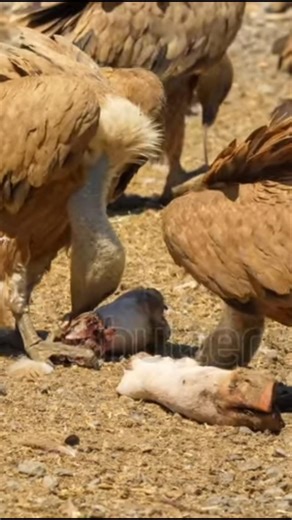 Griffon vultures (Eurasion griffon, Gyps fulvus) at a mountain feeding station #griffonvulture