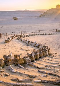 14K views · 143 reactions | The Valley of Whales in the Middle of Egypt’s Desert is Millions of Years old. | Ancient Library | Facebook