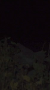 3.7K views · 11 reactions | Wen man nicht alles so trifft beim Angeln  Ein Nutria am Ufer. Hattet ihr auch schon ähnliche Begegnungen mit Tieren?  #angeln #nutria | Fishing-King | Facebook