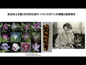 染色体上を動く利己的な因子：トランスポゾンの増殖と転移様式