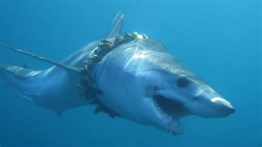 Donald Trump lied that plastic is not a problem for sharks here is the truth