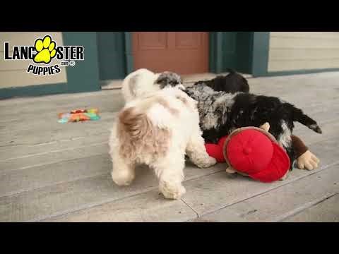 Playful Mini Sheepadoodle Puppies