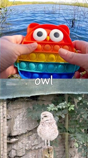 Kids Learn | Animal Names at the Lake: Capybara Zebra Monkey Moose Owl