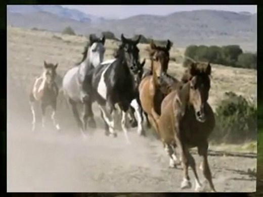 Free Horse Screensavers