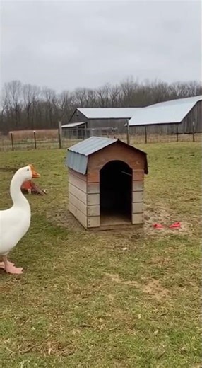 Balloon Blast Prank on My Dog — His Reaction Is Priceless! 😂