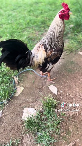 #passaung #bulanganlondong #ayamimportfilipin🇵🇭