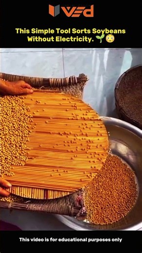 This Simple Tool Sorts Soybeans Without Electricity! 🌱😳 #shorts