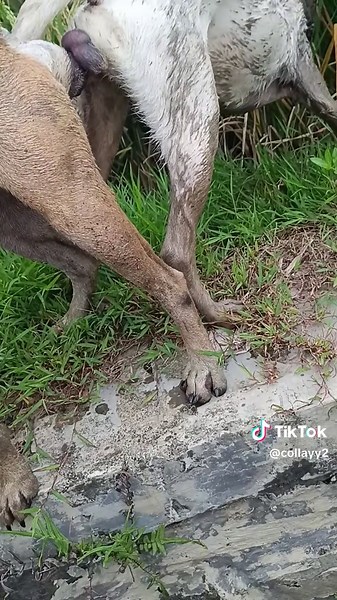 Training Techniques for Hunting Dogs