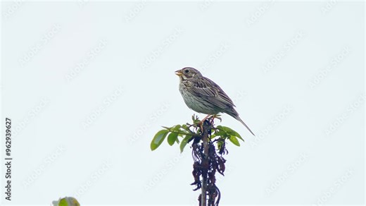 one Corn bunting (Emberiza calandra) sits on a branch and sings its song on a sunny summer morning in Erfurt - Thuringia - Germany - Europe
