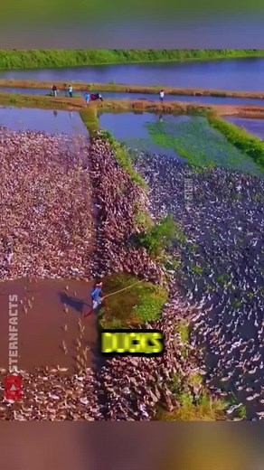 Ducks and Sustainable Rice Farming Practices