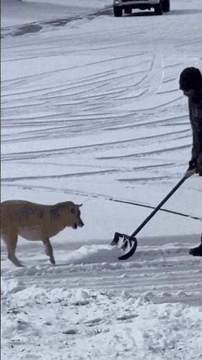 My Dog vs Snow Shoveling #funnydog #pets #fail
