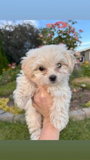 Please share Chickpea❤️and Halo🐾they are 9 1/2 week old tiny poodle mix girls that weigh 1 pound 7 ounces and have had 2 rounds of vaccines…these girls are listed for adoption and you can apply at Yvpr.org/adoptions 🥰🐾🫶🏻😘 | Yakima Valley Pet Rescue