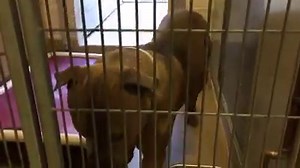 2.8K views · 58 reactions | Sacramento's Bradshaw Animal Shelter is packed, especially with large dogs, and is seeking fosters and adopters. | The Sacramento Bee | Facebook