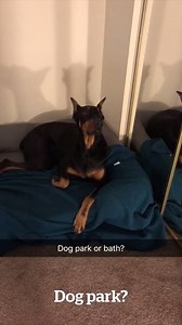 12M views · 161K reactions | Dog park or bath?  | VT | Facebook