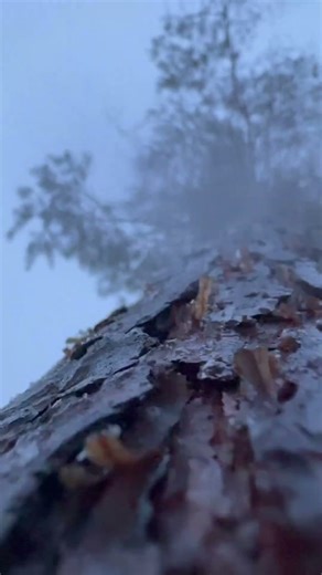 Journey-Day 22 #asmr #nature #tree #relax #foryou #ytshorts #snow #cold #ants #views #real #life #ok