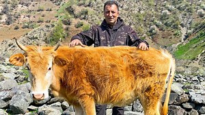 646K views · 15K reactions | Today I'm cooking perfect beef steaks in my mountainside home. What could be more delicious than a medium rare steak over an open fire? #cookingvideo #beef #village | Wilderness Cooking | Facebook