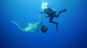 2.6M views · 5.3K reactions | Watch a peaceful encounter between divers and a female tiger shark. | National Geographic | Facebook