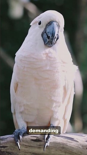 The Cockatoo: Incredibly Smart Birds | 4K Wildlife