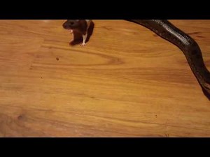 First large Rat for kalypso. (Live feeding)