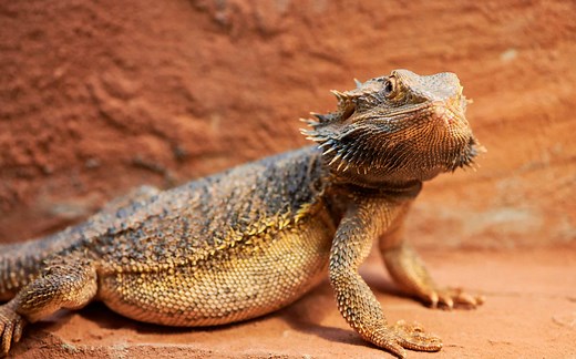 The Cheapest Pet Reptiles - The 12 Most Affordable Options