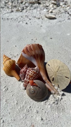 The beach was good to me once again! #beach #floridabeachhouse #floridaisland