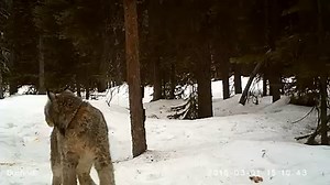 1.6M views · 19 reactions | Rare footage of a Canada lynx vocalizing in the wild! This footage was captured this winter as Swan Valley Connections, the Blackfoot Challenge, and the Forest Service work together to monitor rare carnivores for the Southwestern Crown Collaborative. BE SURE TO TURN VOLUME UP! | Swan Valley Connections | Facebook