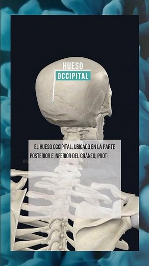 EL HUESO OCCIPITAL. #anatomía #huesos #humananatomy #occipital #cabeza #cuerpo #relax #esqueleto