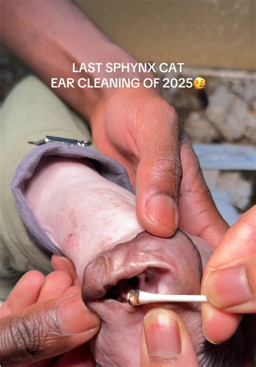 Ear Cleaning for Sphynx Cats: Welcome 2026!