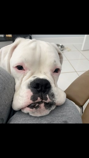 My boxer does really good begging for our food. She’s too cute!! 🩷 #sassythewhiteboxer #boxer #boxerdog #dog #ilovemydog #iloveher #boxerdogfans #boxers #boxerlover I Love Boxers Boxer@Boxer | Sassythewhiteboxer