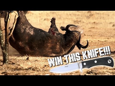 WIN a KNIFE and Watch WORLD'S FIRST CAPE BUFFALO AIRGUN KILL