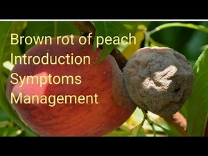 Brown rot on peach | Monilinia fructicola