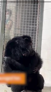 76K views · 114 reactions | Vanilla is 28 years old and has lived her whole life inside a lab. This is how she reacted when she saw the sky for the first time | PlayGround + | Facebook