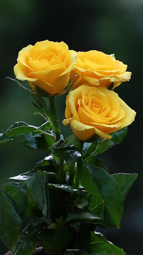 Yellow Roses | Roses