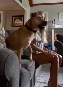 23M views · 280K reactions | #waitforitwaitforit This #dog is hysterical. I wanna watch whatever he's watching. 藍 Is he the best or what? | Vera Jimenez | Facebook