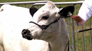 Gwartheg Gwyn Prydeinig Heffer Ifanc | British White Cattle Junior Heifer | Y Sioe