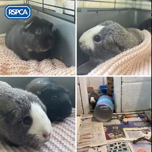 31K views · 1.3K reactions | "I am not crying, you're crying!"   Guide guinea pig, yup, you read that right! Yuki has taken the role of guide-guinea to her blind bestie Ami and we honestly can't stop shedding happy tears over how adorable these two are. Ami is always the first to emerge when she hears treats but waits for Yuki to seek them out so she can follow her lead 梁 https://bit.ly/3iTjPXM | RSPCA (England & Wales) | Facebook