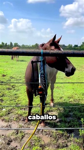 This horse's plan surprised everyone