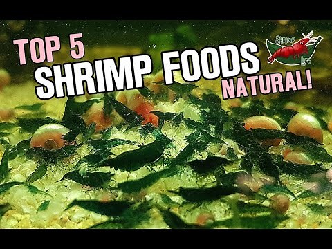 NATURAL & HOMEMADE SHRIMP FOODS!