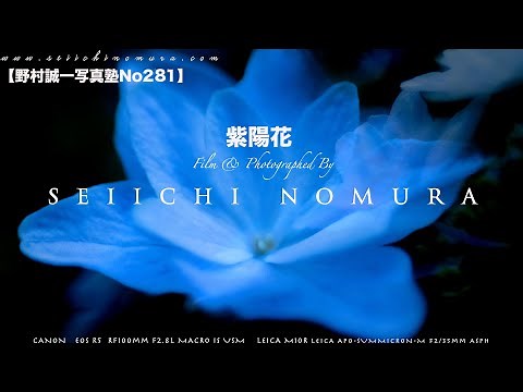 【野村誠一写真塾No281】紫陽花の撮り方、画像見本、、、、