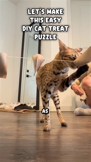 xander on Instagram: "Give your cat a job. Mine has like 10 part-time jobs"