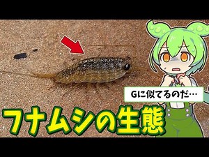 The oldest land creature on Earth? The amazing evolution of the sea lice [Zundamon Explains]