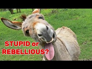 The Stubborn Donkey: Stupid or Rebellious? 7 Breeds of the Largest Donkeys